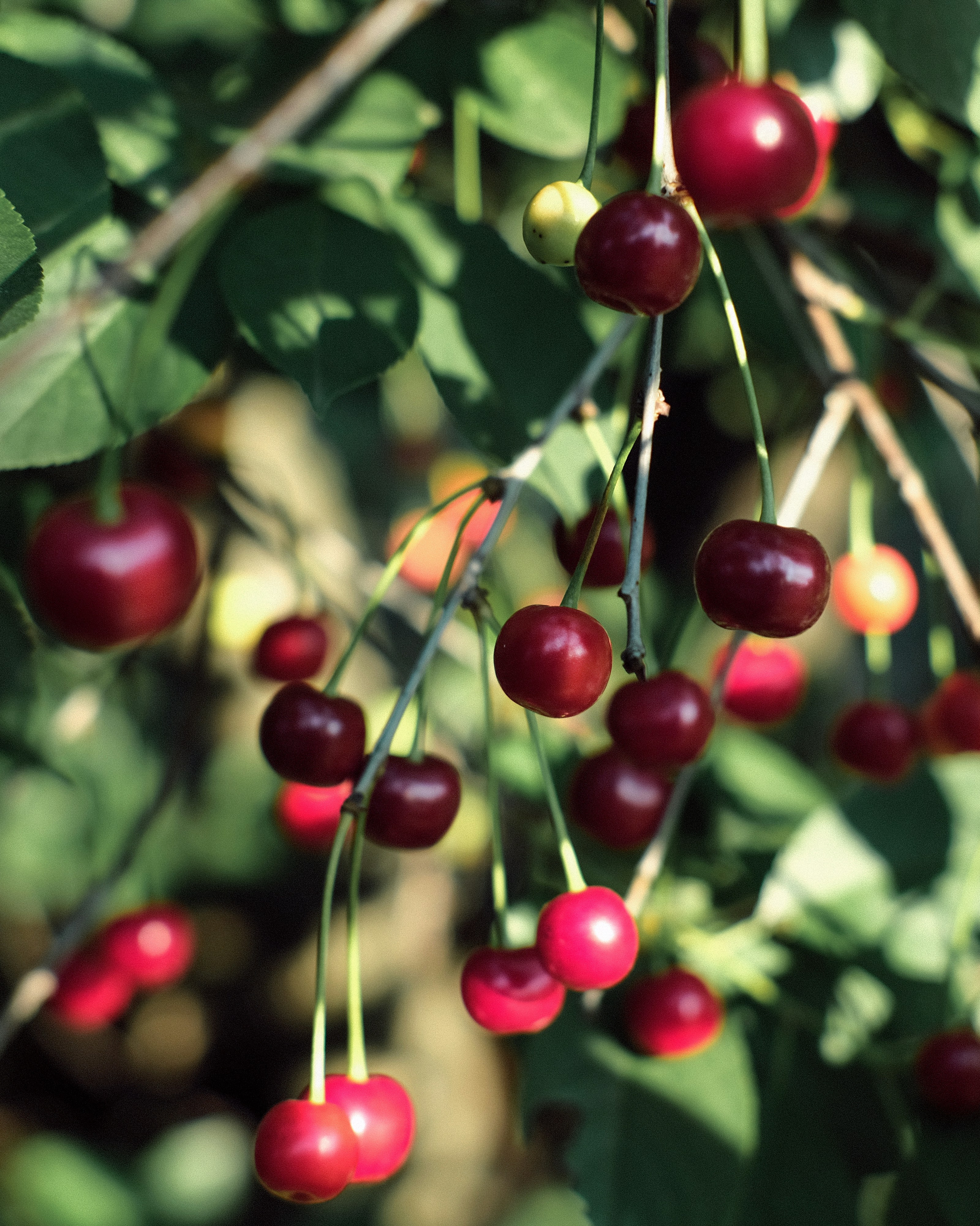 Cherry