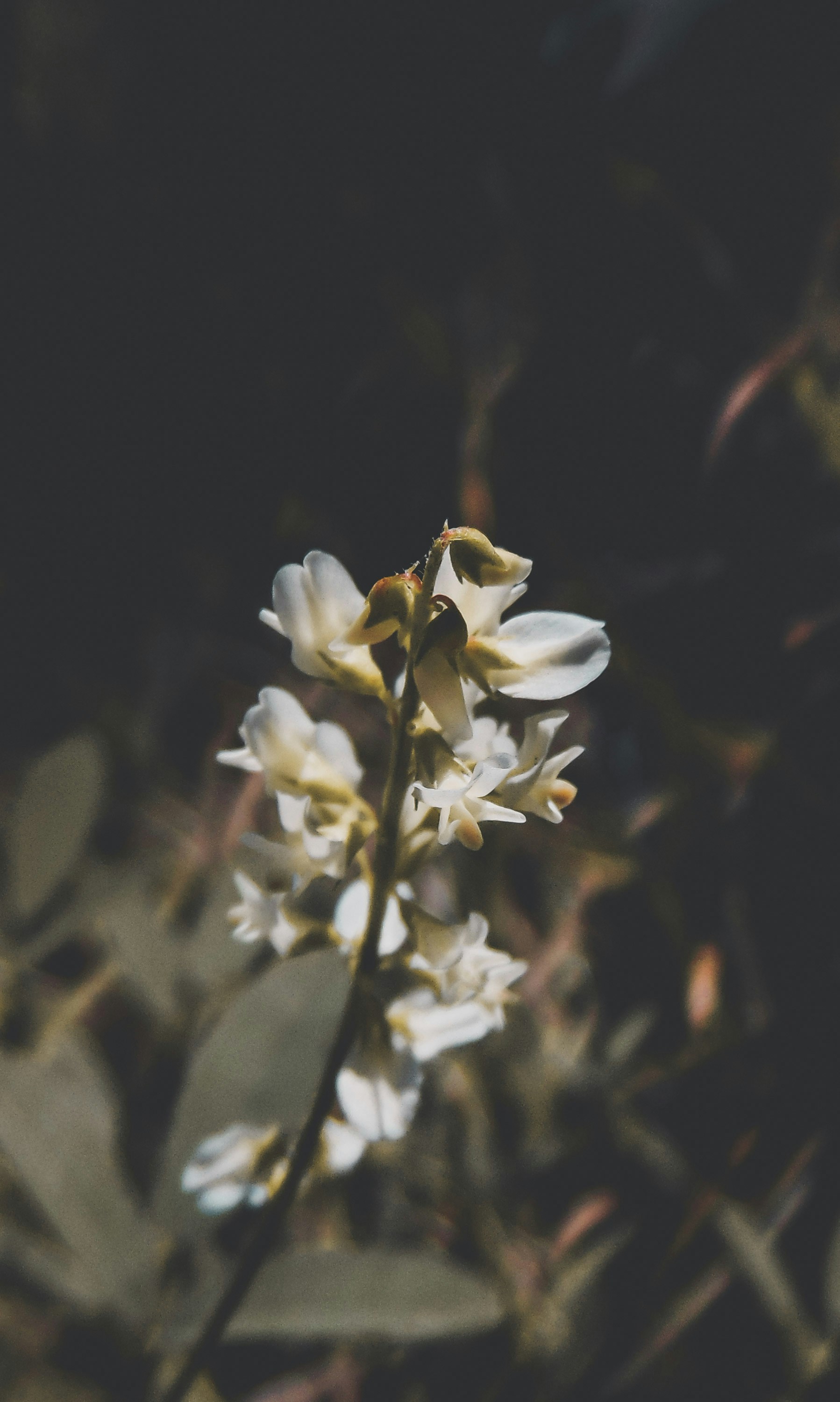 Vanilla